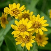 imagen arnica